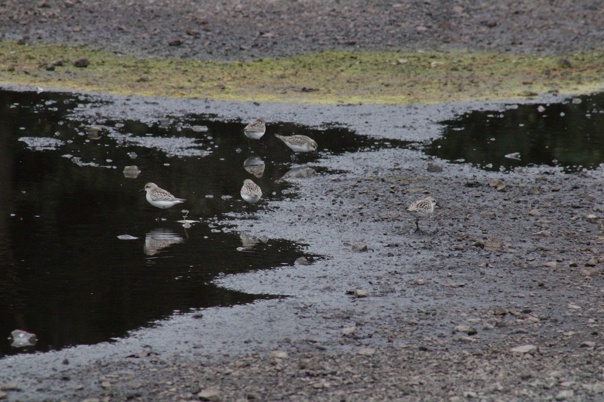 Semipalmated Sandpiper - Samuel Harris