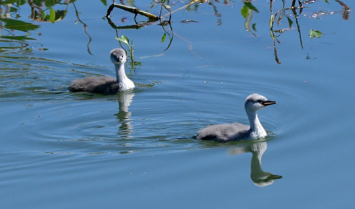 Western Grebe - ML609216780