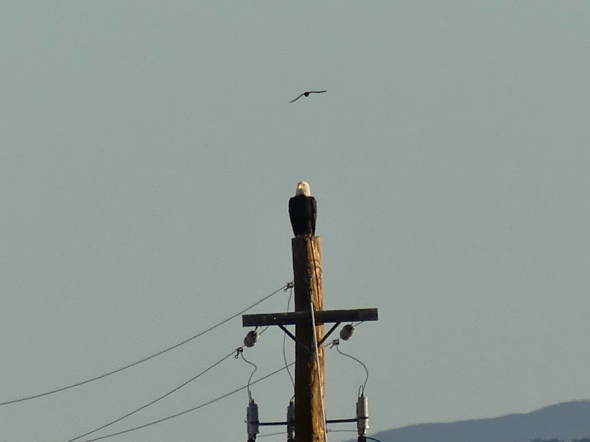 Bald Eagle - ML609216782