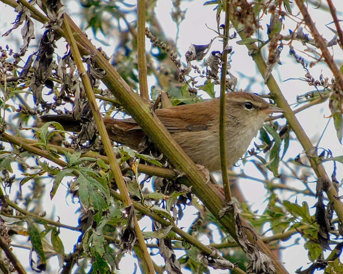 Cetti's Warbler - ML609216784