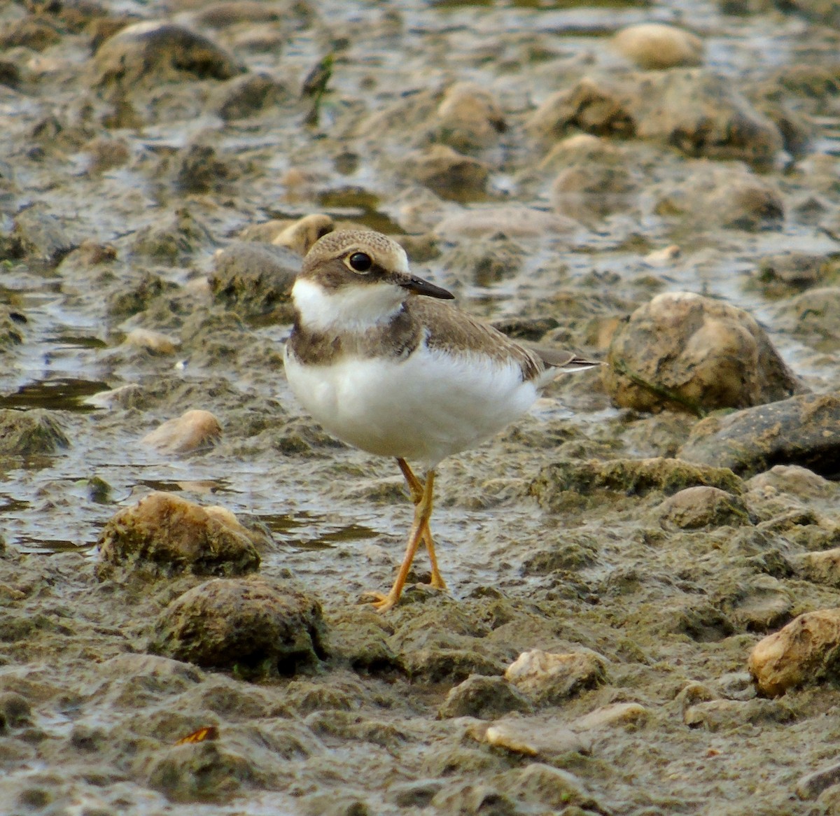 Little Ringed Plover - ML609216801