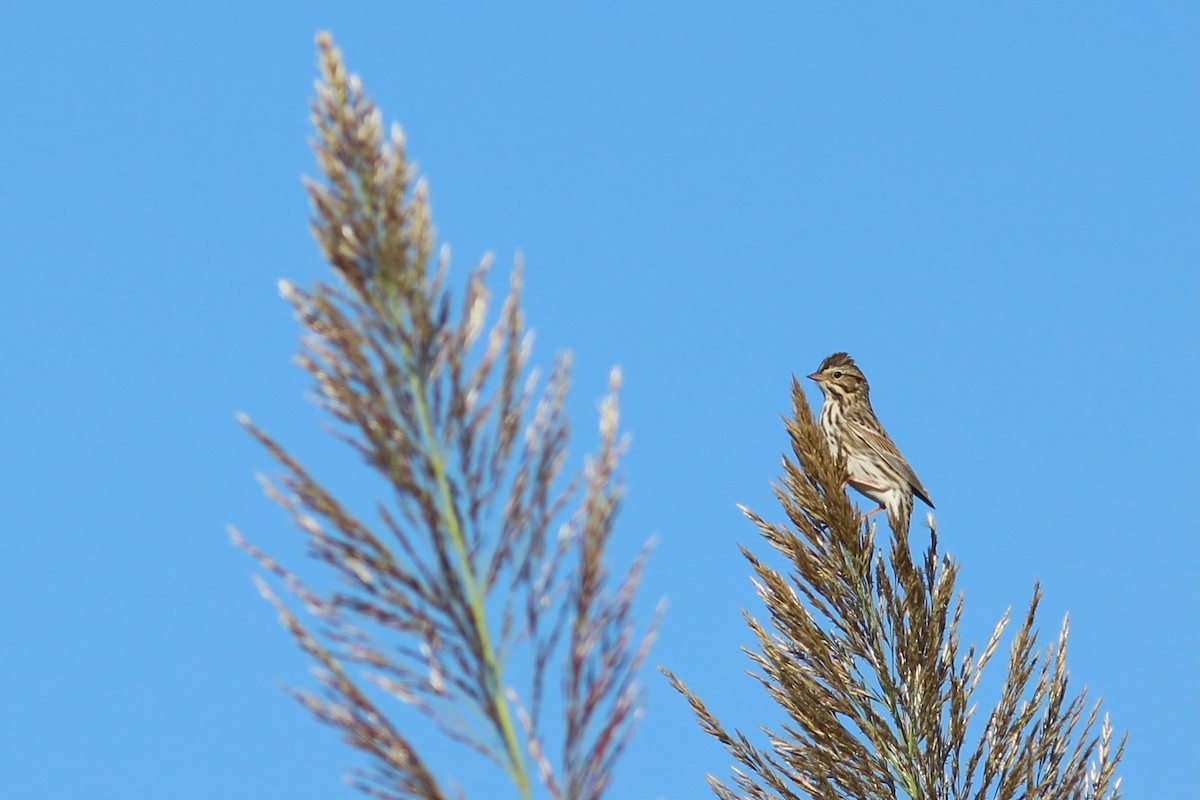 Savannah Sparrow - ML609216902