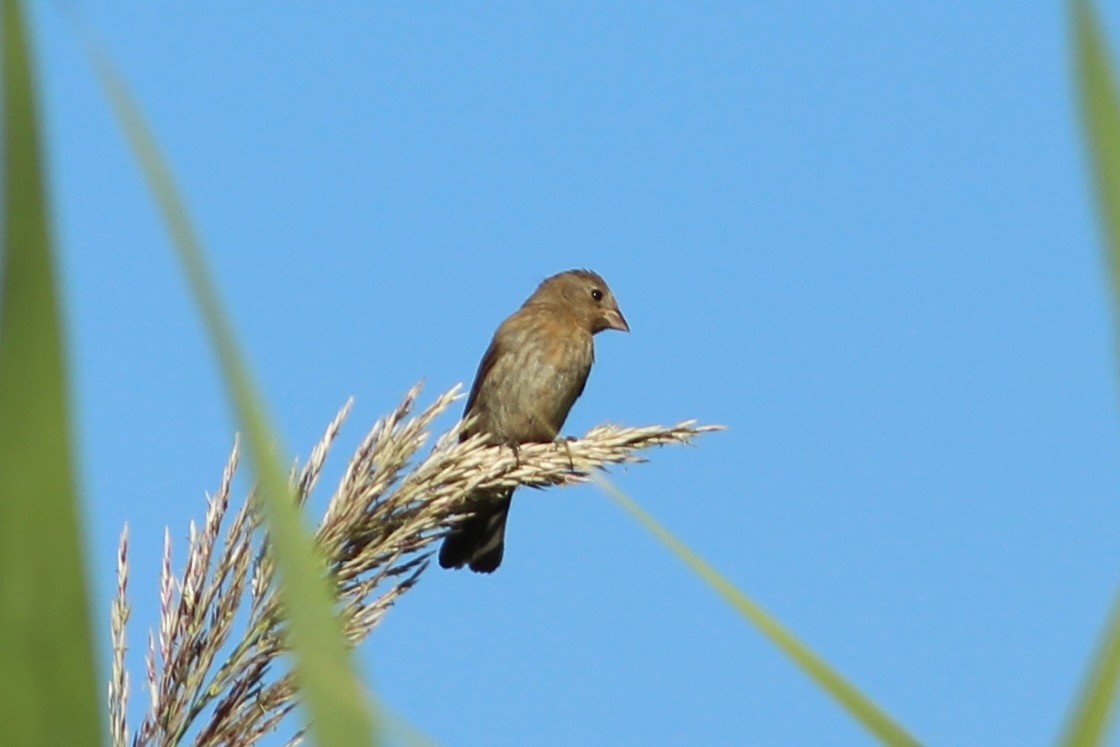 Indigo Bunting - ML609216906