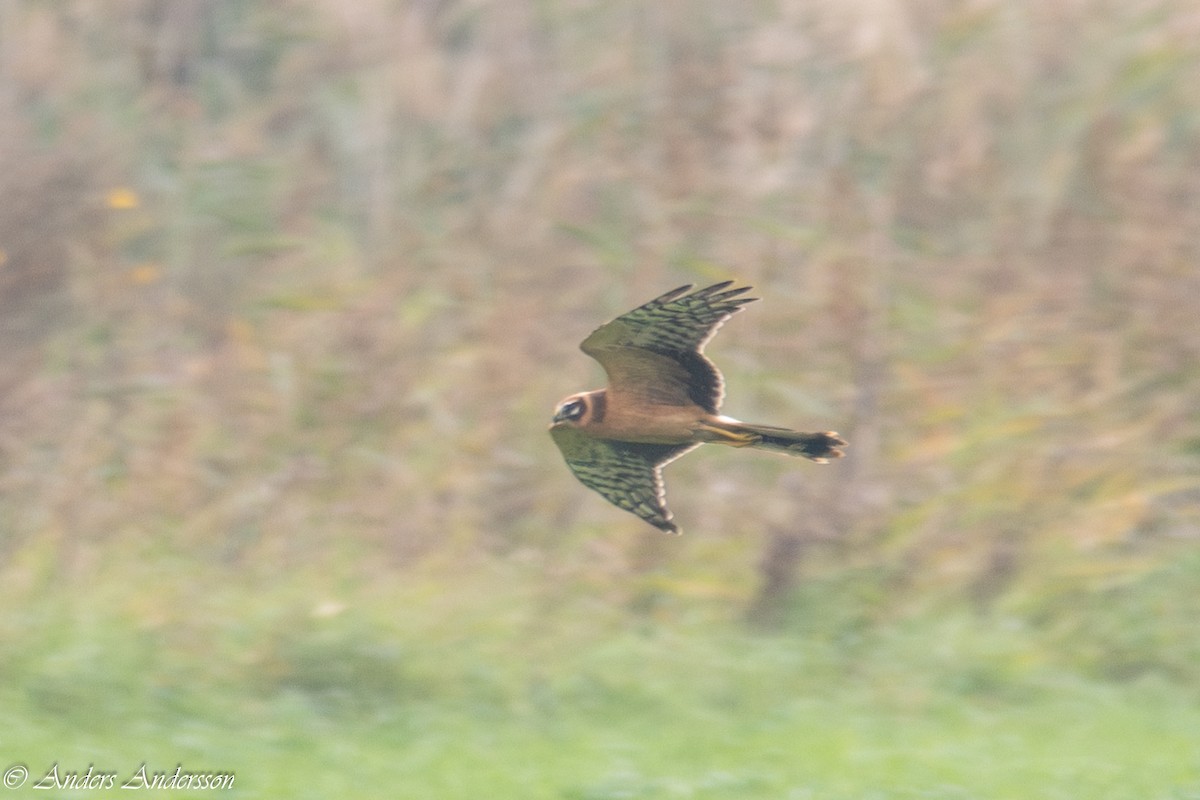Pallid Harrier - Anders Andersson