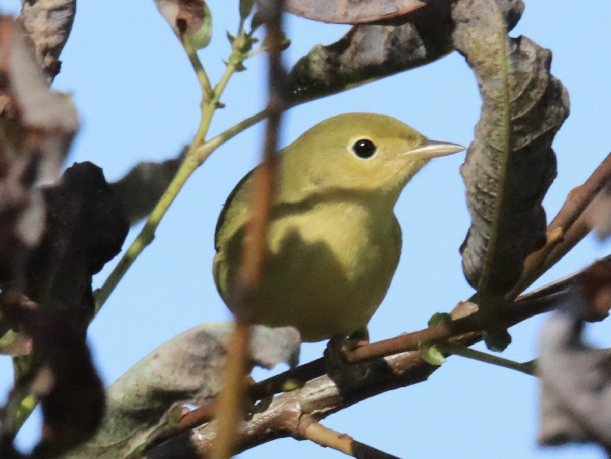 Yellow Warbler - Diane Jalbert