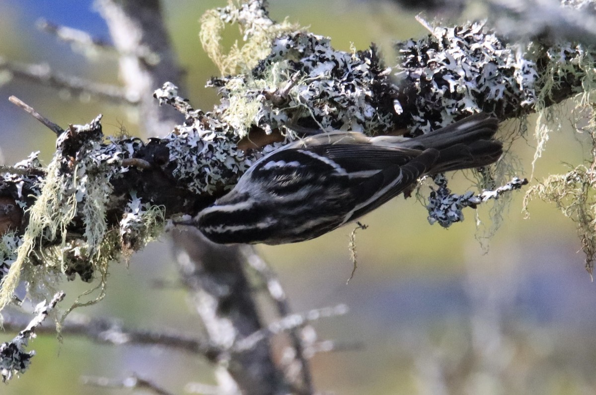 Black-and-white Warbler - Diane Jalbert