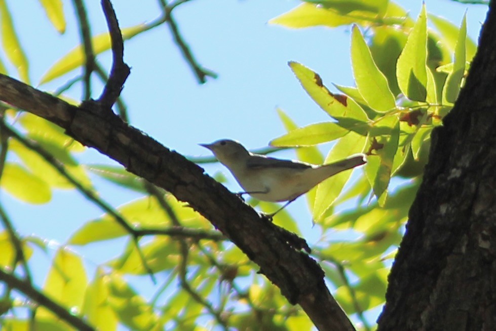 Lucy's Warbler - ML609217173
