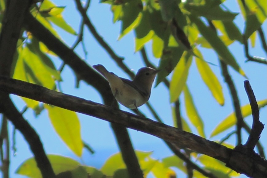 Lucy's Warbler - ML609217174