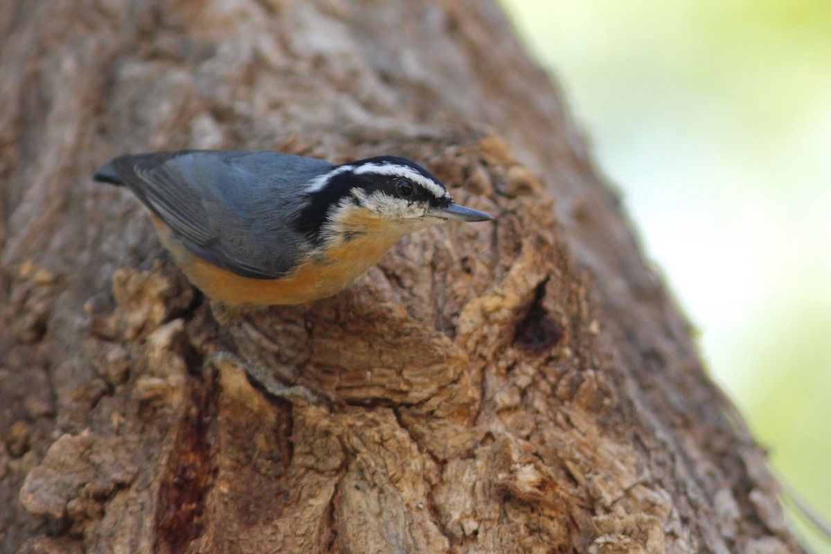 Red-breasted Nuthatch - ML609217184