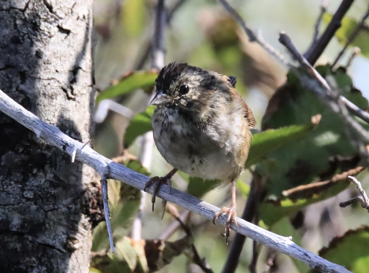 Swamp Sparrow - Diane Jalbert