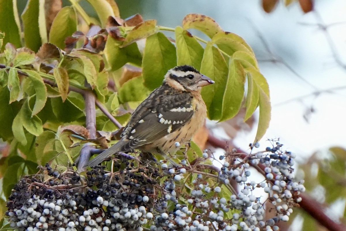 Cardinal à tête noire - ML609217328