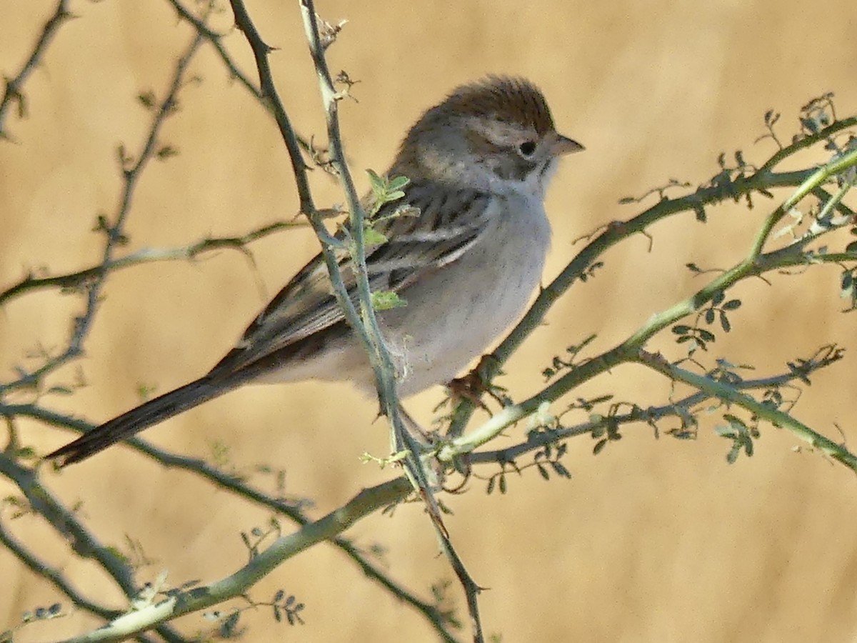 Brewer's Sparrow - Dennis Wolter