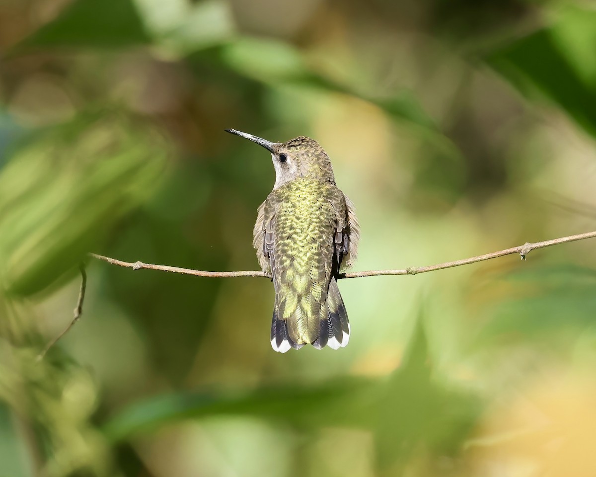 Ruby-throated Hummingbird - ML609217386