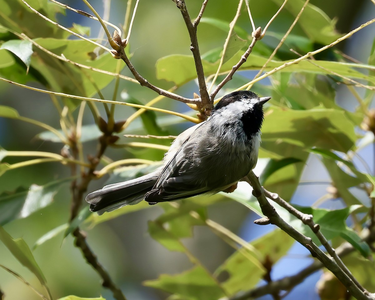 sýkora karolínská - ML609217420