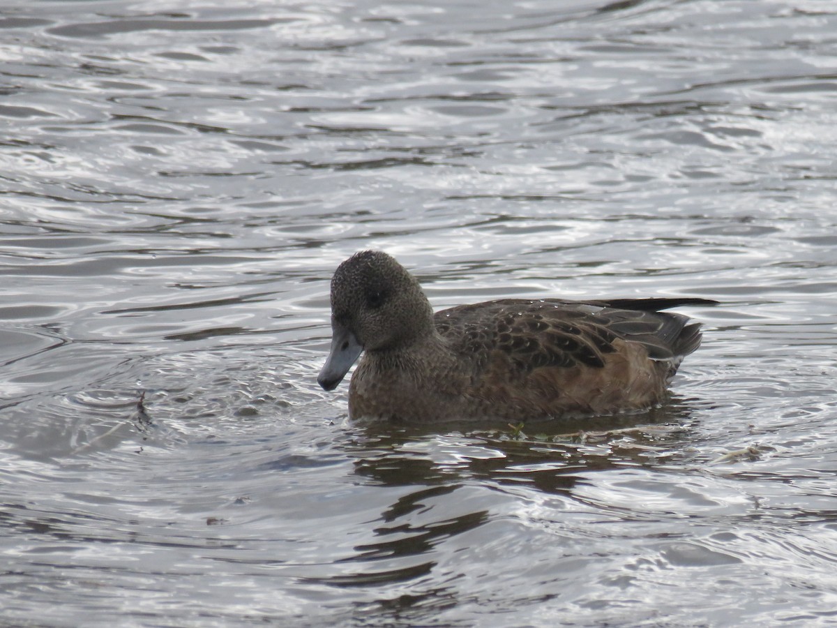 American Wigeon - ML609217438