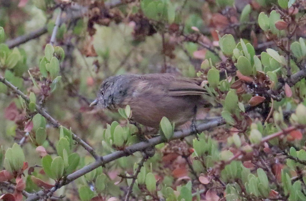 Wrentit - ML609217482