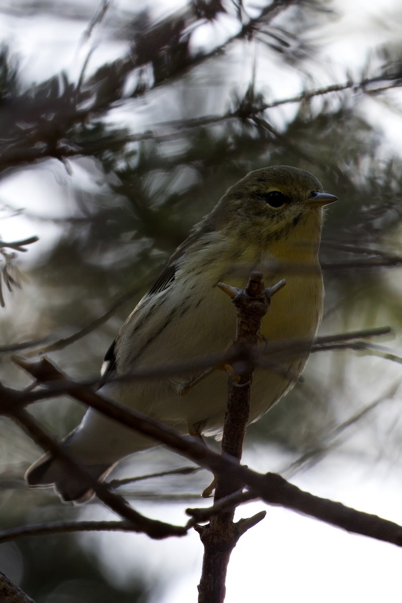 Blackburnian Warbler - ML609217621