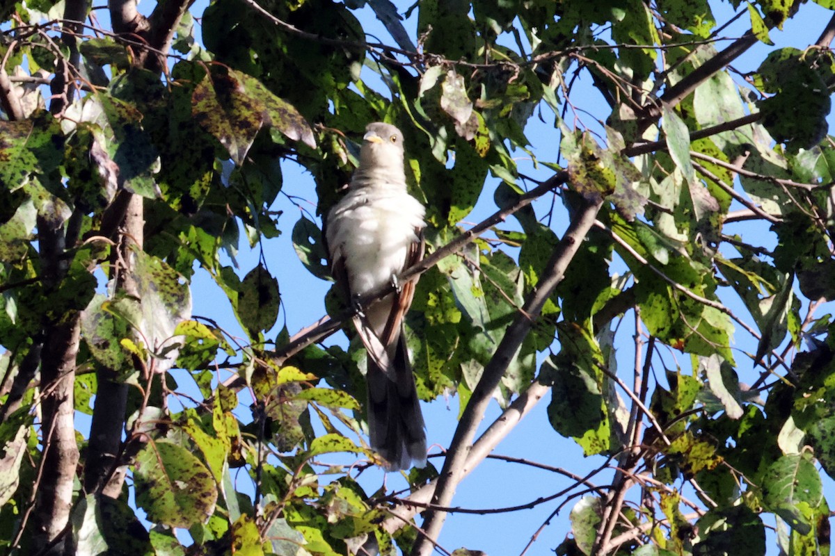 Yellow-billed Cuckoo - ML609217722