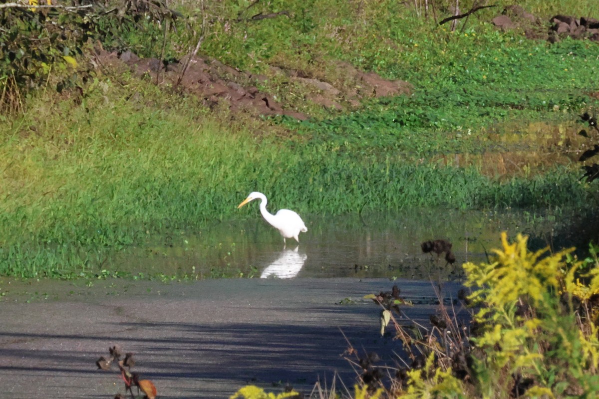 Great Egret - ML609217725