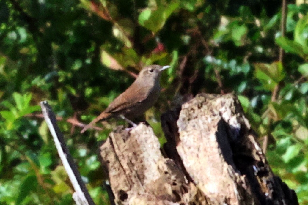 Northern House Wren - ML609217748