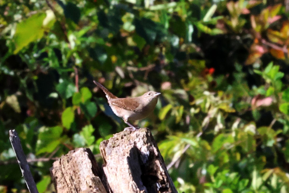 Northern House Wren - ML609217751
