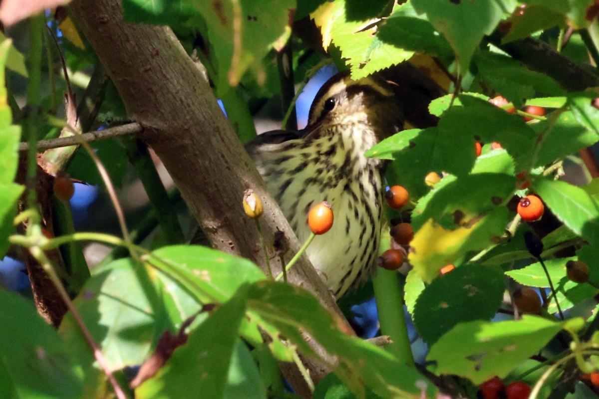 Northern Waterthrush - ML609217759