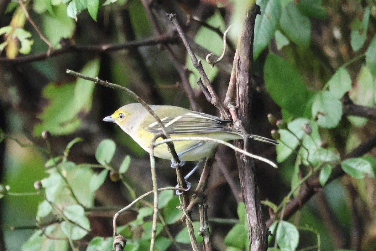 White-eyed Vireo - ML609217790