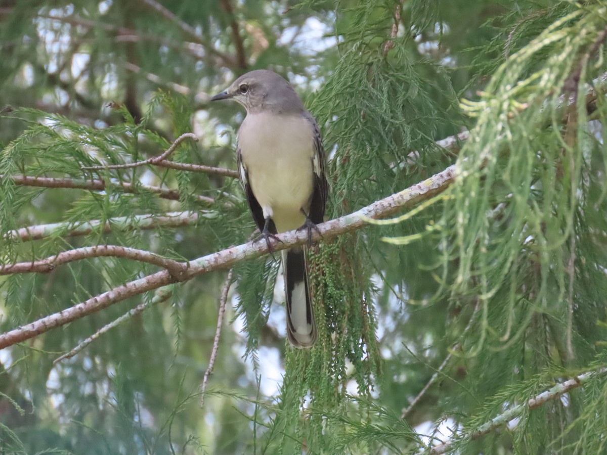 Northern Mockingbird - ML609217793