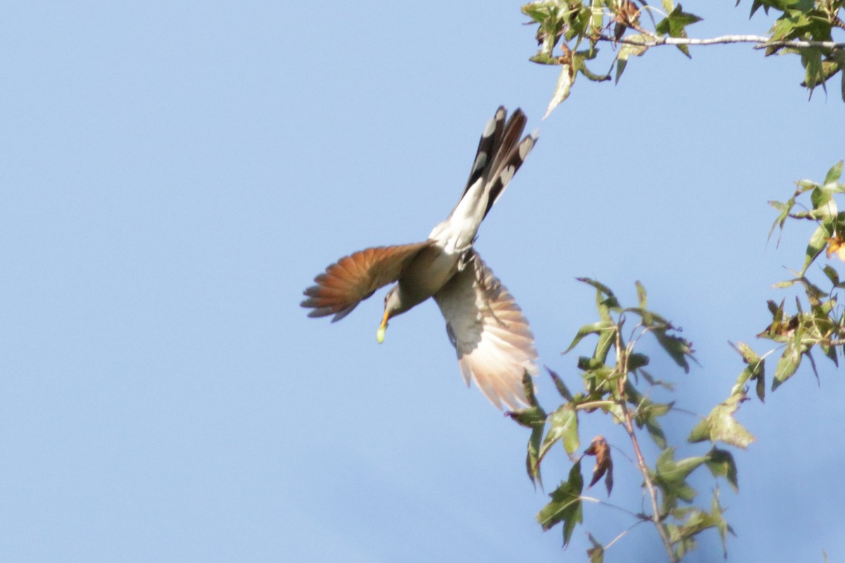 Yellow-billed Cuckoo - ML609217842