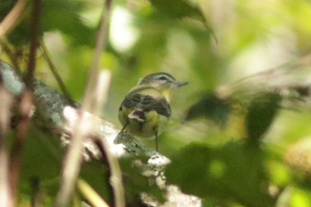 Philadelphia Vireo - ML609217850