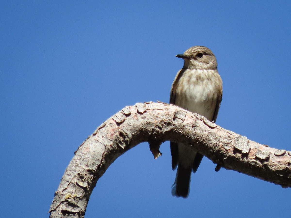 Spotted Flycatcher - ML609217872