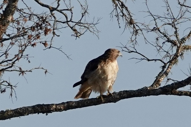 Red-tailed Hawk - ML609217918