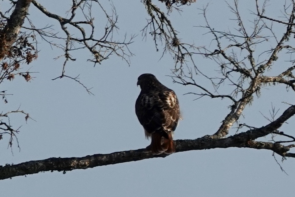 Red-tailed Hawk - ML609217919