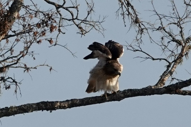 Red-tailed Hawk - ML609217920