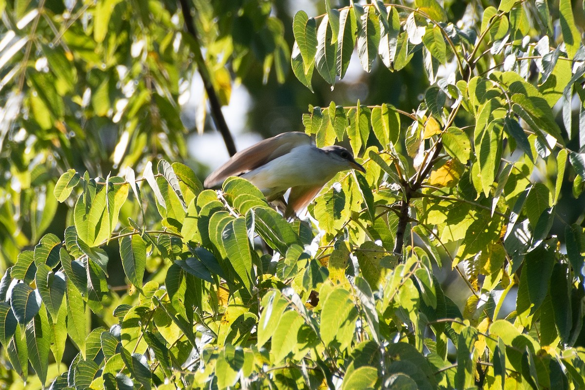 Yellow-billed Cuckoo - ML609217987