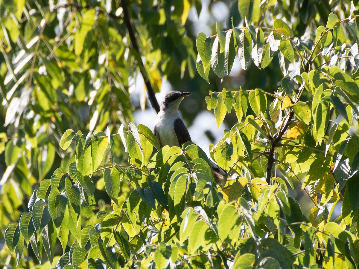 Yellow-billed Cuckoo - Ava Kornfeld