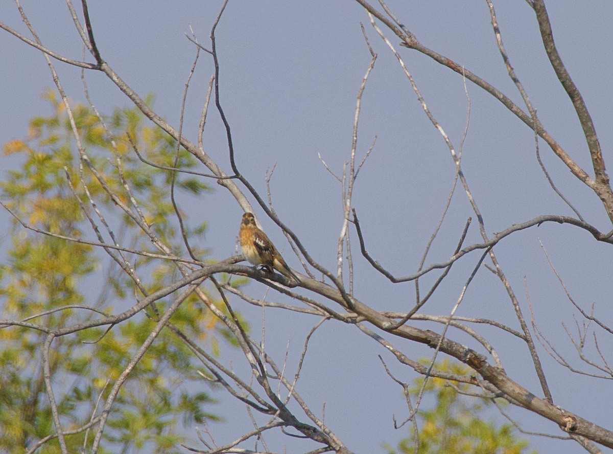 Rose-breasted Grosbeak - Jim Hudson