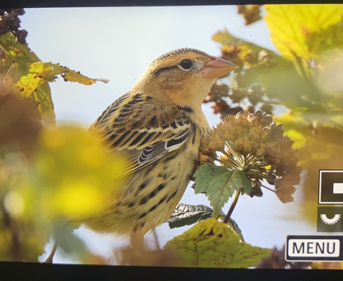 Bobolink - ML609218095