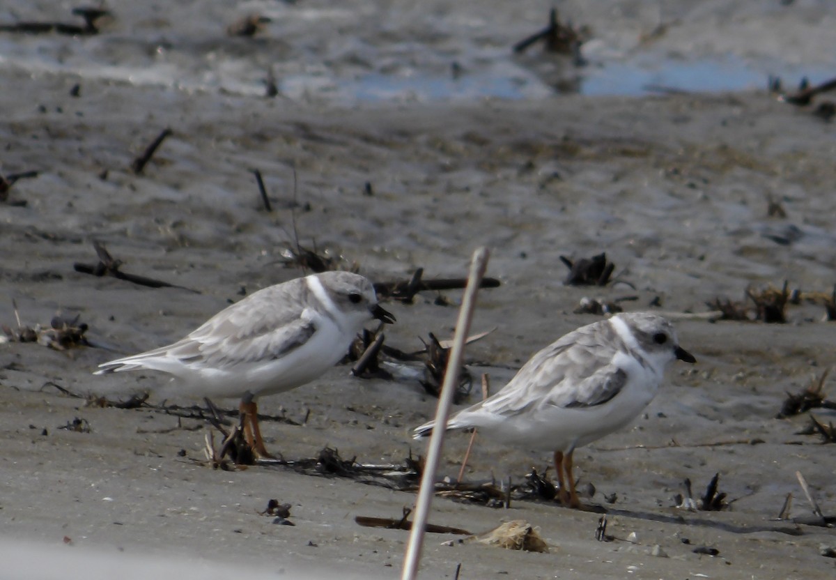 Piping Plover - Peggy Lucas