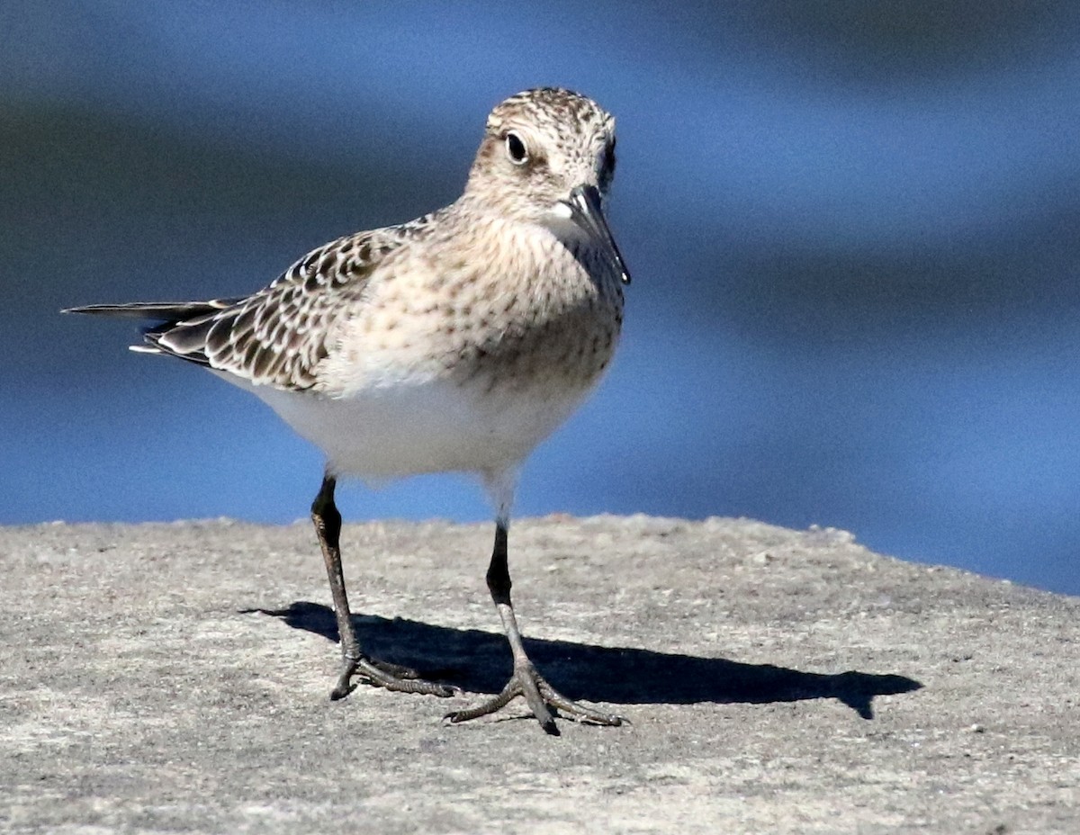 Baird's Sandpiper - ML609218144