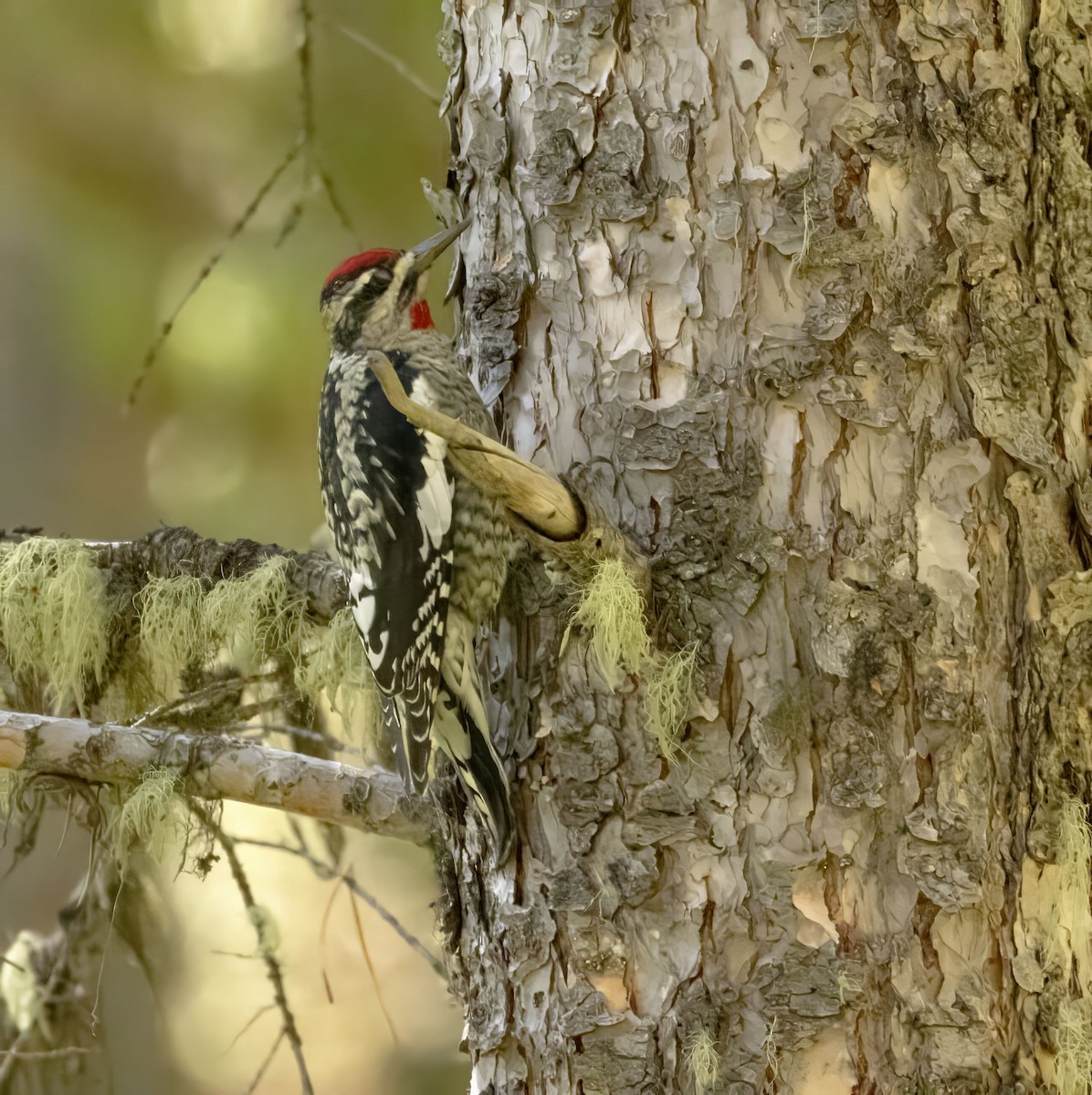 Red-naped Sapsucker - ML609218160