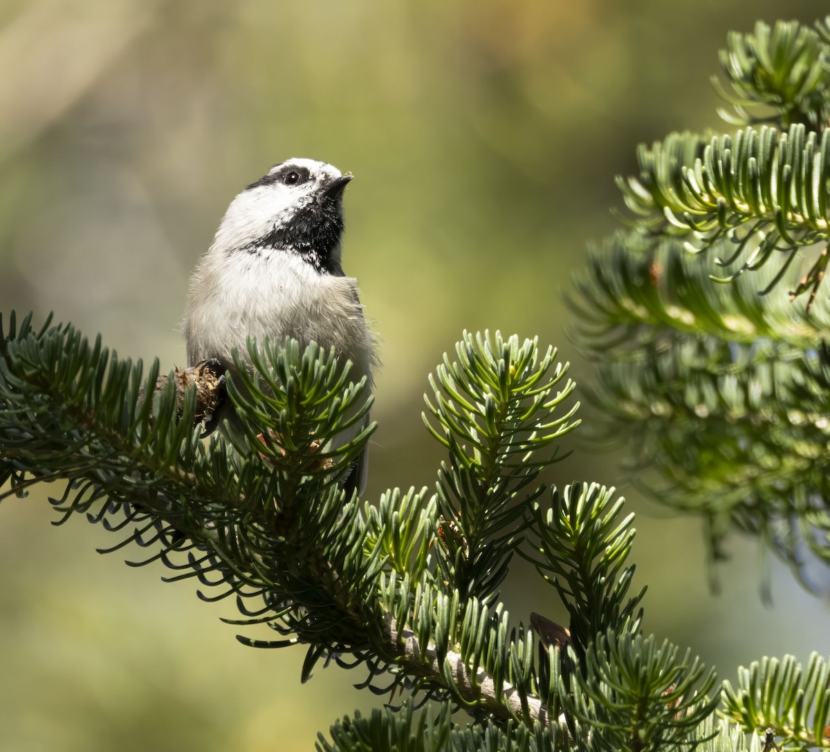 Mountain Chickadee - ML609218182