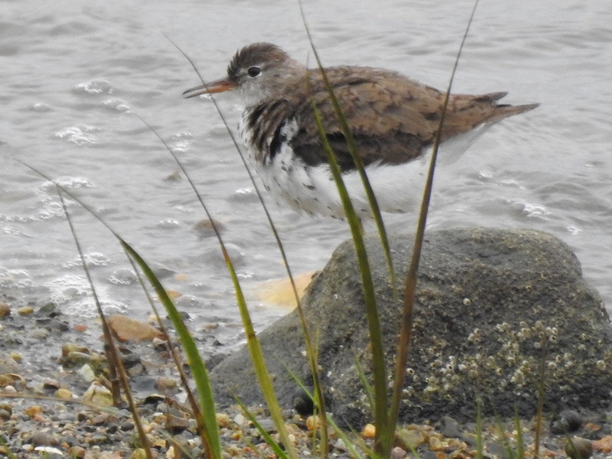 Spotted Sandpiper - ML609218198