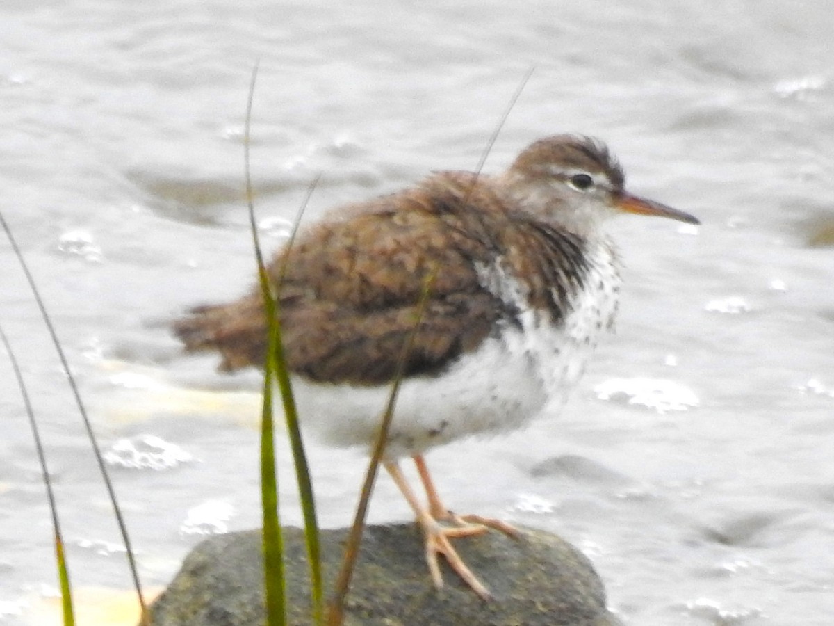 Spotted Sandpiper - ML609218199