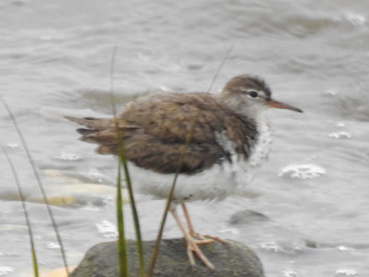 Spotted Sandpiper - ML609218200