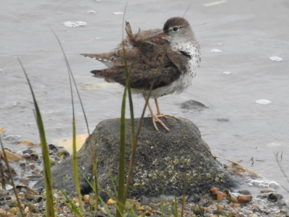 Spotted Sandpiper - ML609218202