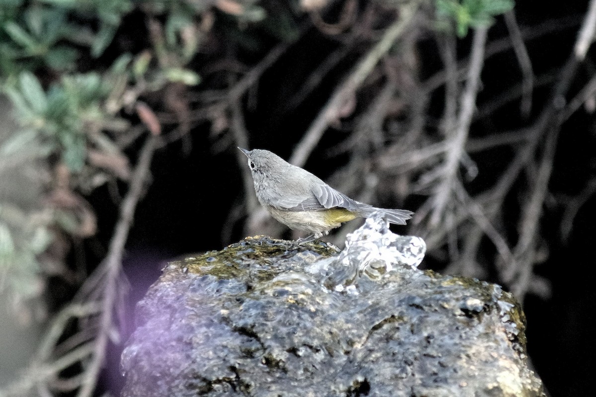 Virginia's Warbler - ML609218221