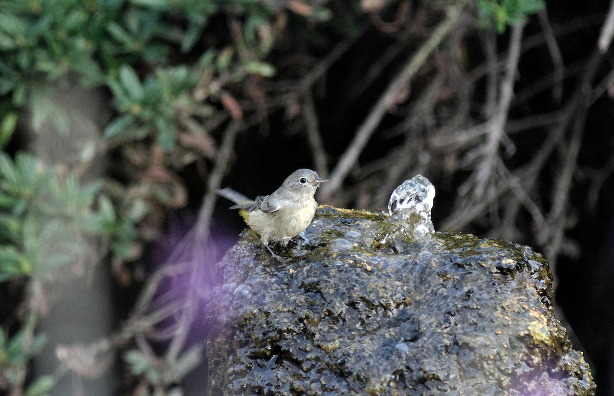 Virginia's Warbler - ML609218222