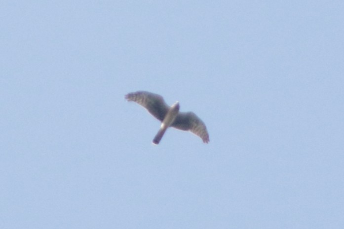 Northern Harrier - ML609218248