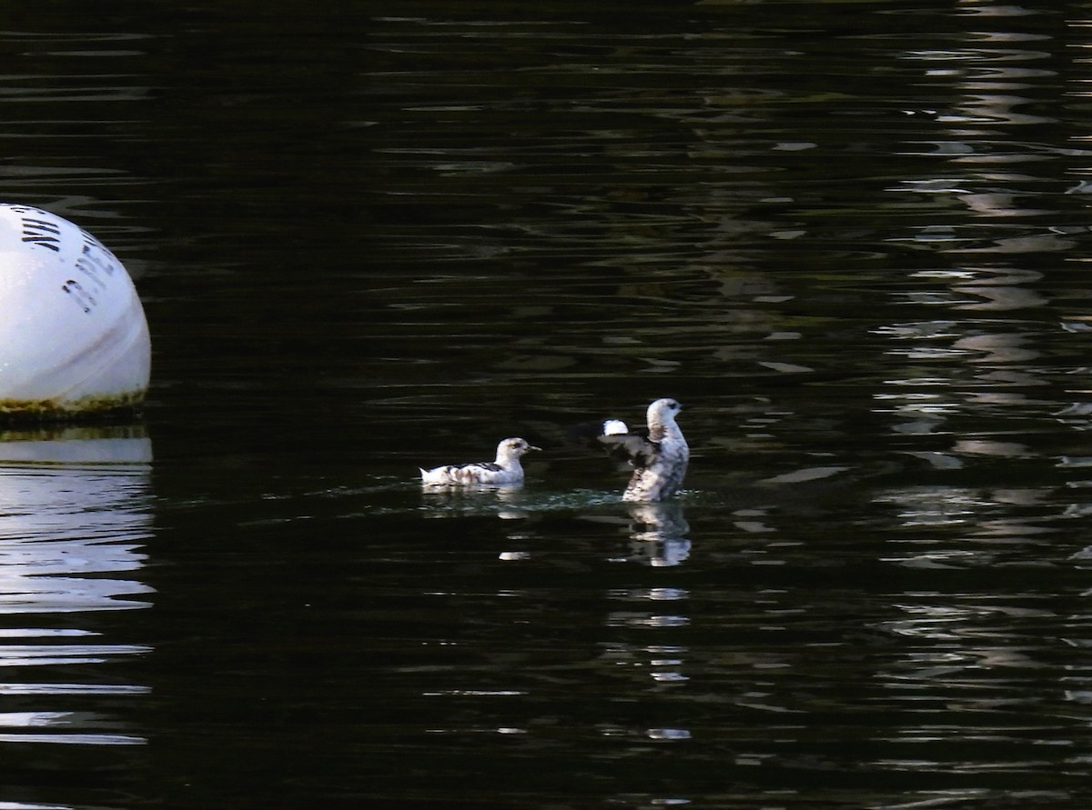 Black Guillemot - ML609218253